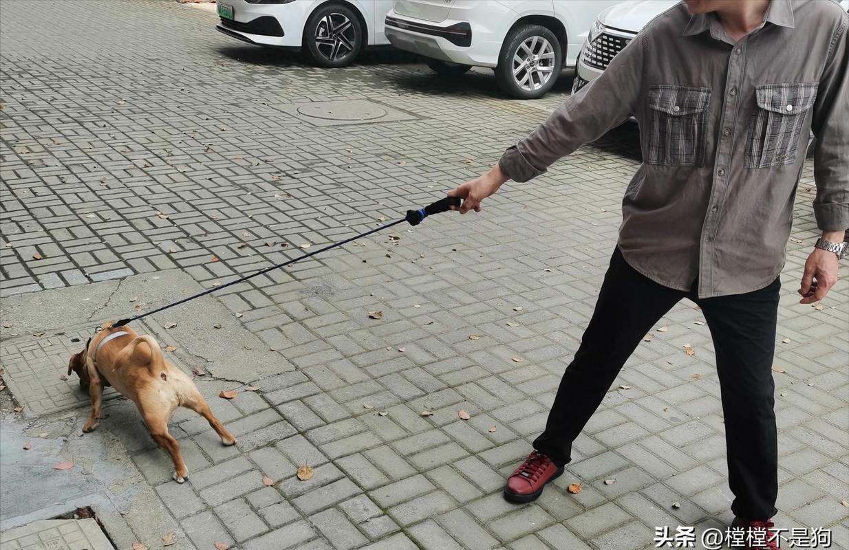 狗狗暴冲主人拽绳错误随行场景图