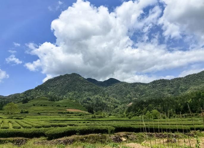 武夷山星村九曲溪茶田风景