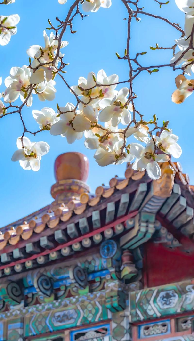 清晨空旷的故宫角落打卡照