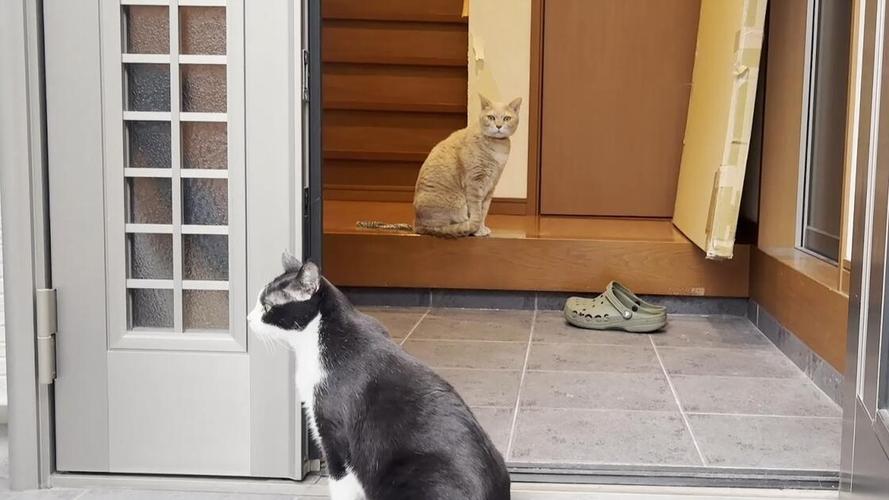 猫咪蹲在玄关门口等主人回家的实拍图