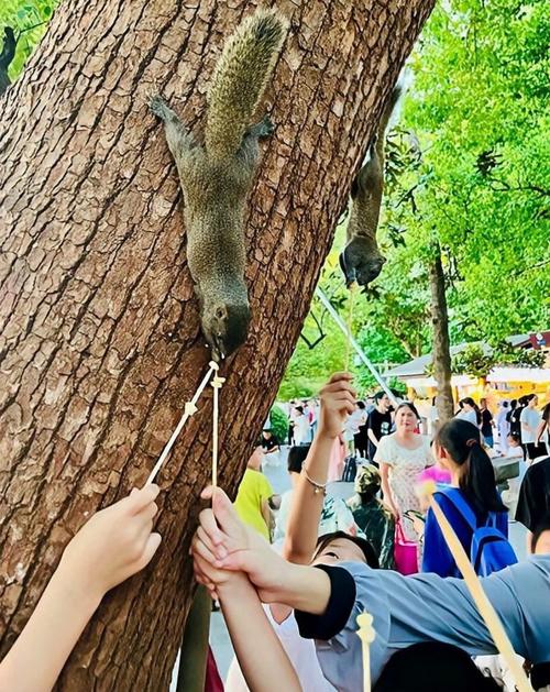 城市公园松鼠被游客投喂场景的实拍照片