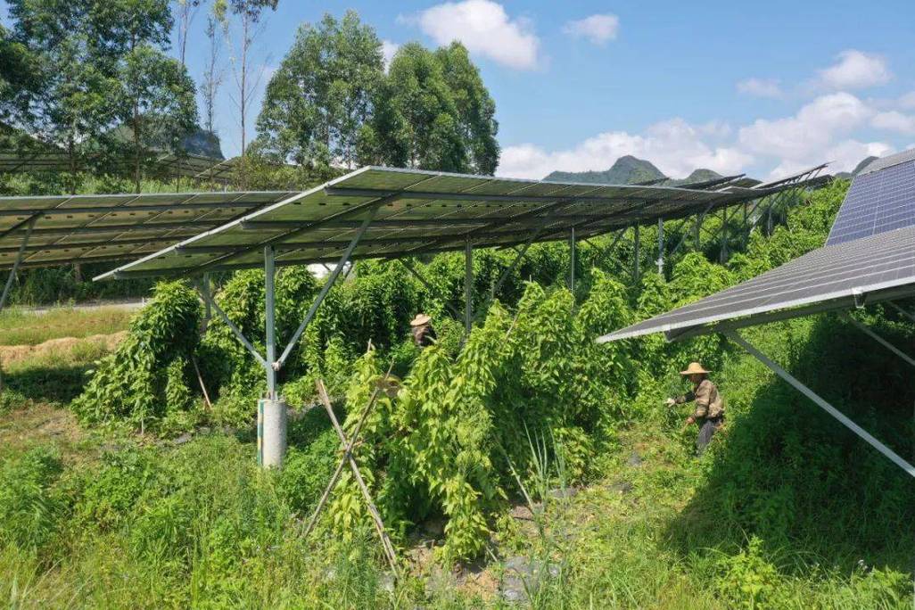 光伏板下耐阴牧草种植实景