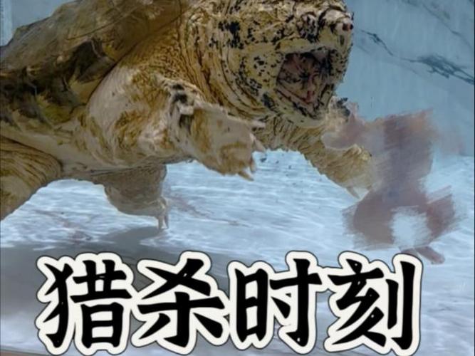 巨头卡位、黑马撕咬：未来18个月的猎杀时刻