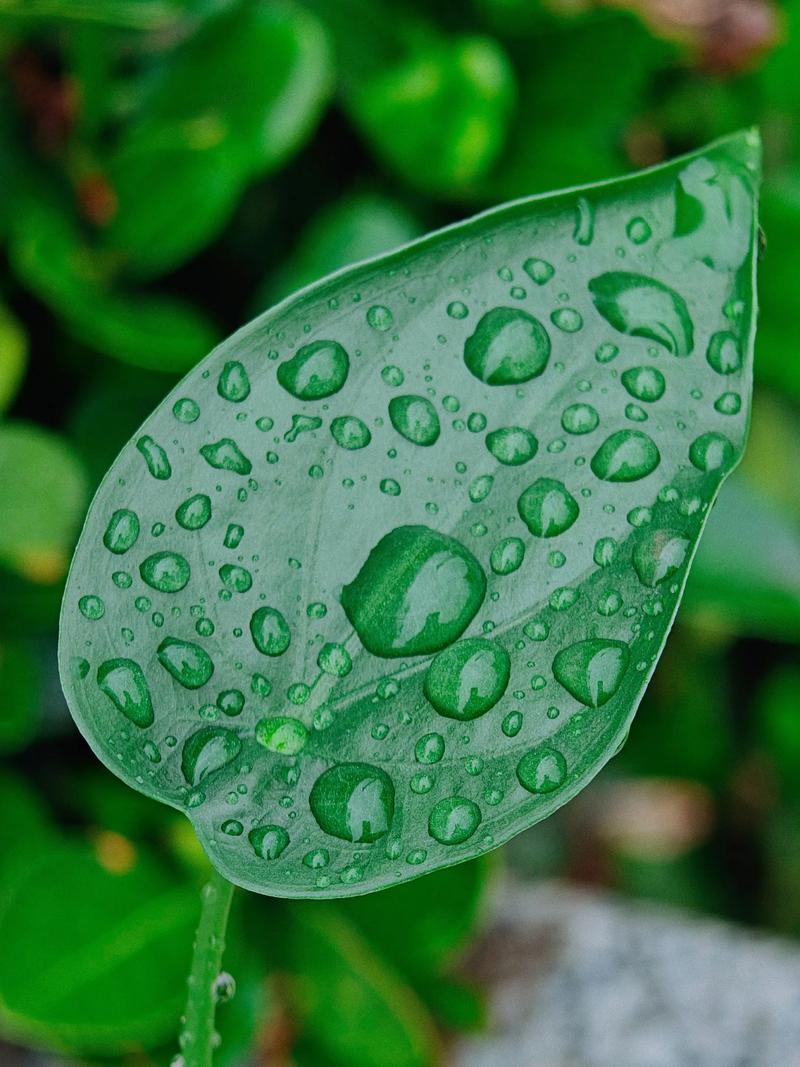 孩子用手机拍摄雨后树叶上的晶莹水珠