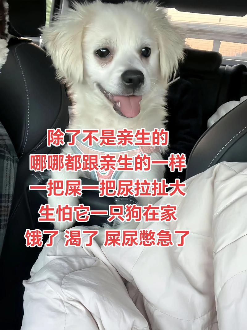 养了毛孩子之后,我对萌宠日常的新感悟