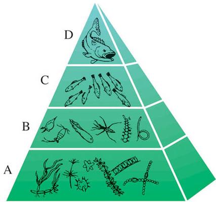 高中生物食物链营养级金字塔模式图