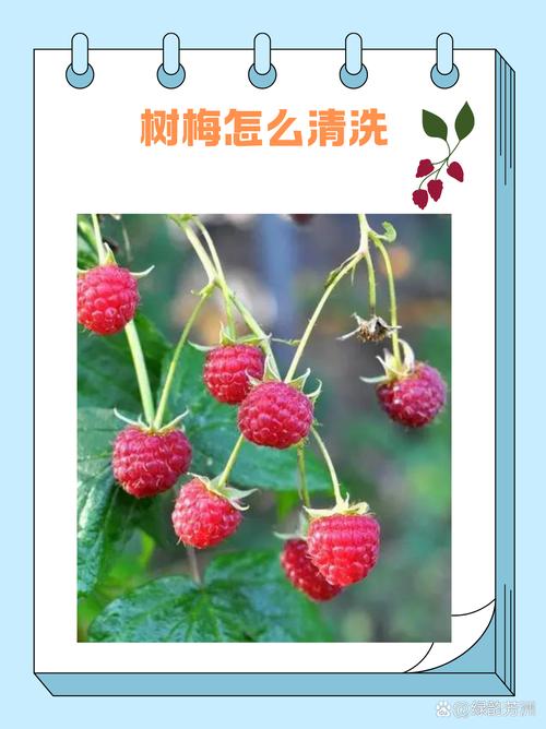 关于浆果保鲜思路,这些坑我帮你踩过了-仁者医