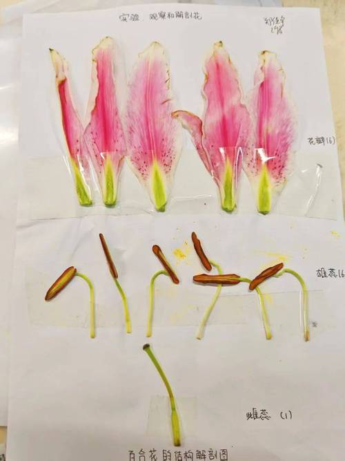 初中生物花的结构剖面解剖图