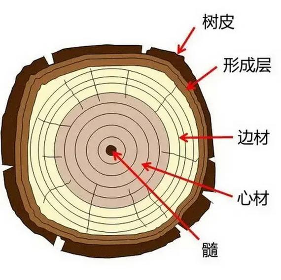 生态木截面微观结构剖面图