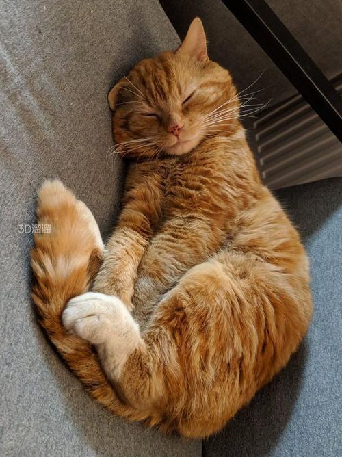 晴天沙发阴影里蜷着的橘猫