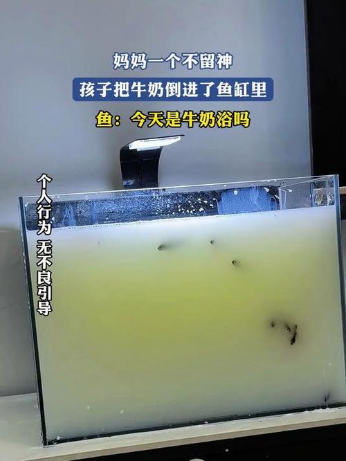孩子把牛奶倒进鱼缸