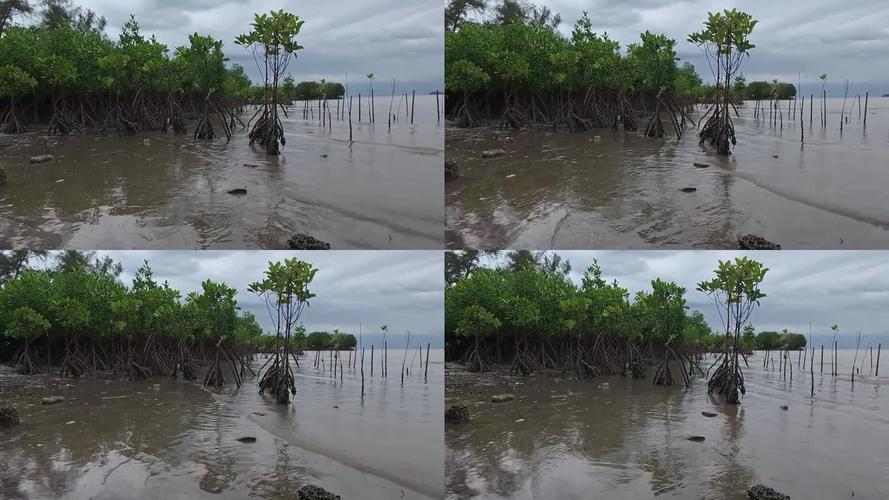 东南亚红树林遭破坏前后海岸线对比照片