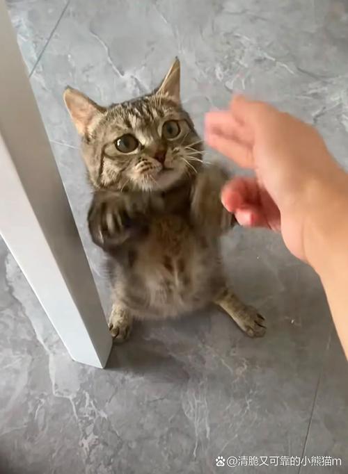 裂开的奖杯 底部 猫毛 木地板