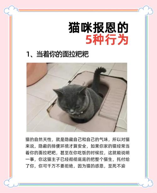 改不了也没关系，接受猫的天性也挺好