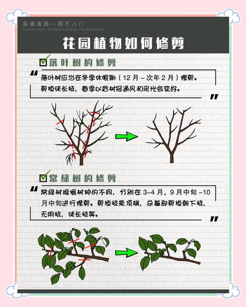罗勒摘心修剪位置示意图