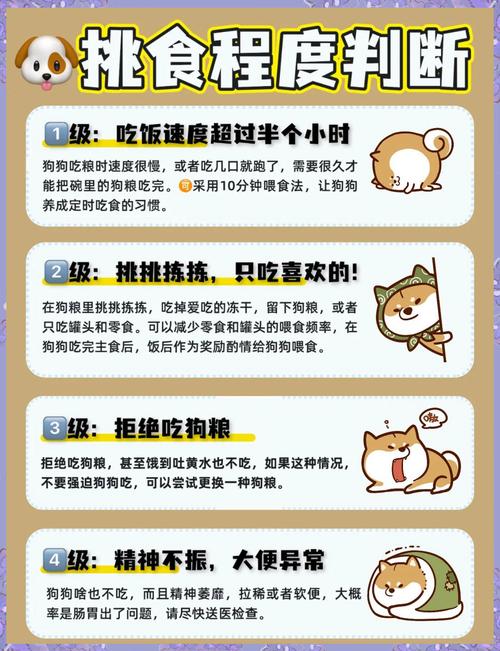 狗狗挑食拒绝吃狗粮 宠物喂养