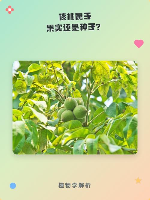 果实与种子的区别：核桃演的是什么戏？