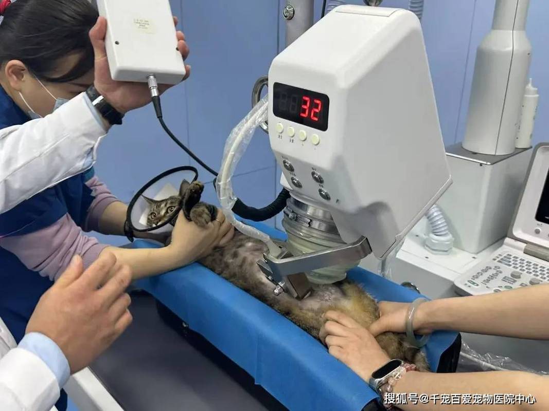 宠物医院猫咪泌尿系统B超检查实拍