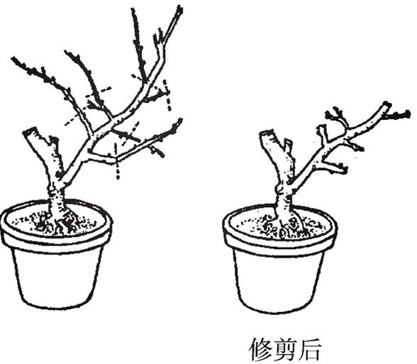 倒刺正确修剪方法图解