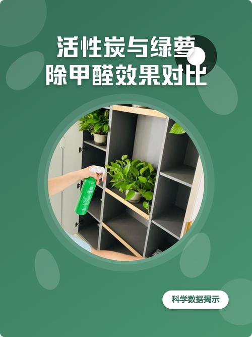 新房装修后满桌活性炭包和绿萝除醛对比