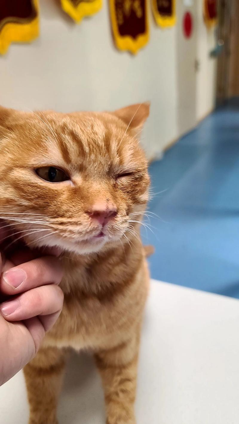 橘猫打喷嚏搞笑瞬间特写