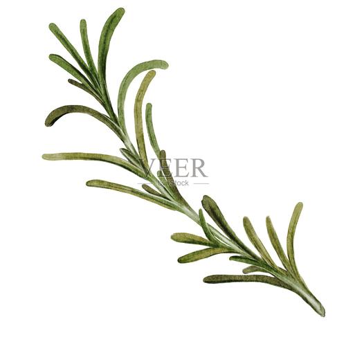 中世纪草药师手持迷迭香枝条插图