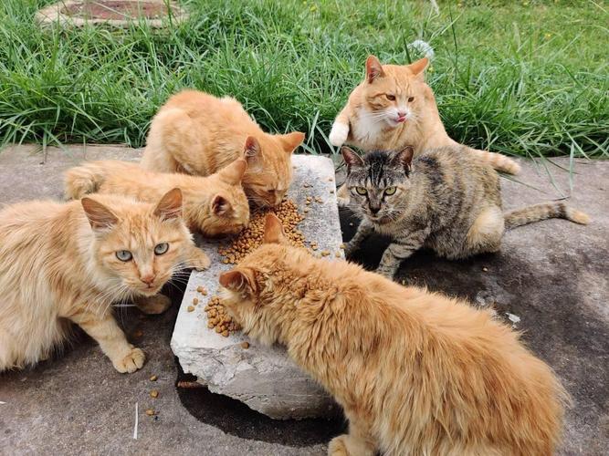 流浪猫狗守护食物实拍场景