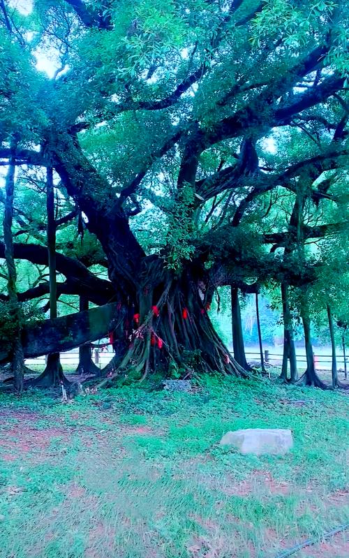 阳朔遇龙河边千年大榕树景观