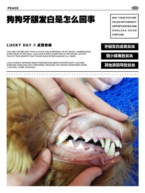宠物犬刷牙牙龈检查示范图