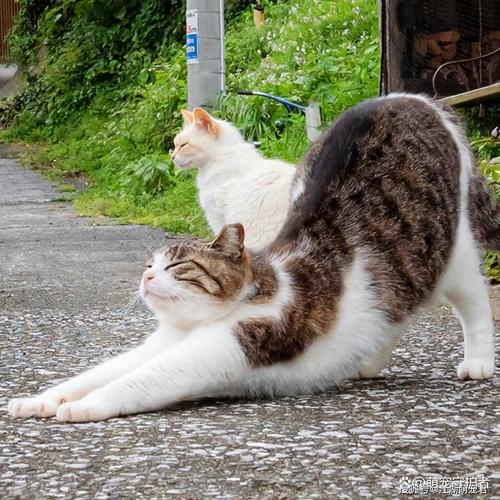 猫咪对着靠近的主人低吼护食实拍