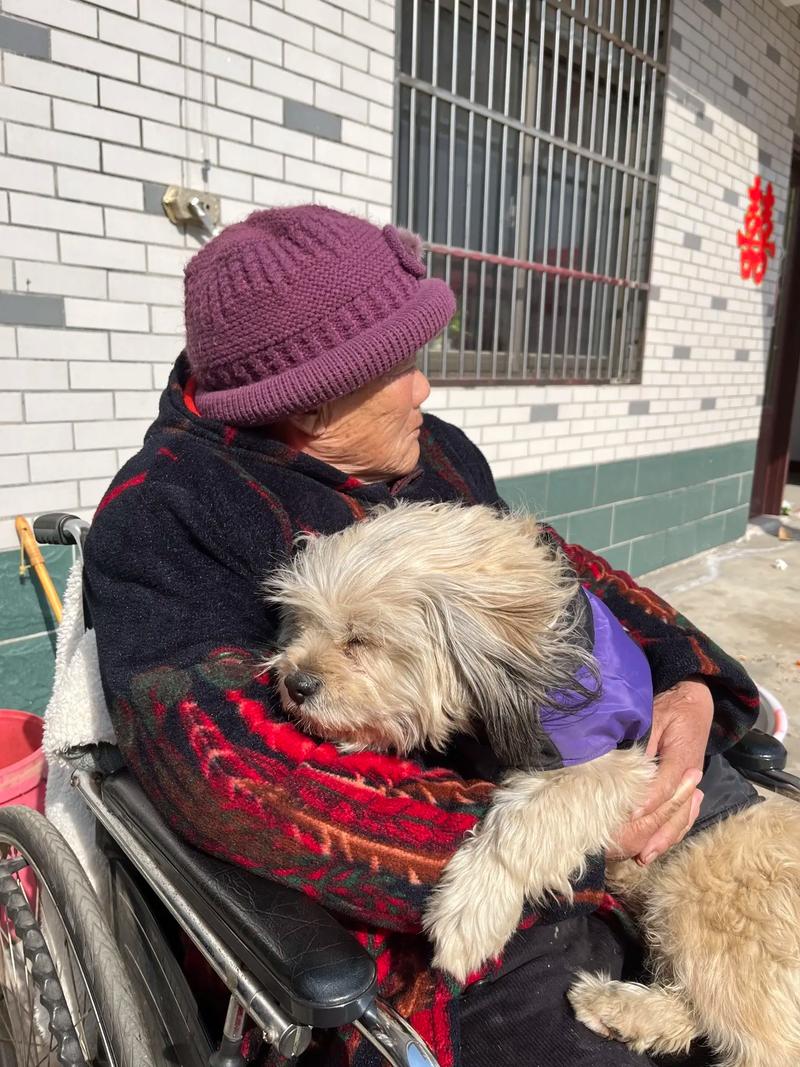 空巢老人坐在阳台藤椅上抱着老年京巴犬晒太阳