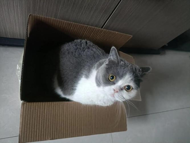 躲在卫生间马桶夹缝里的蓝猫