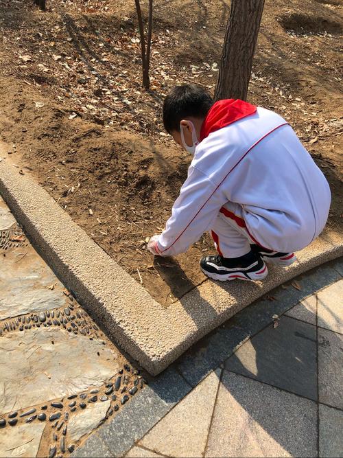 小学男生蹲在学校花坛边捡梧桐叶的背影