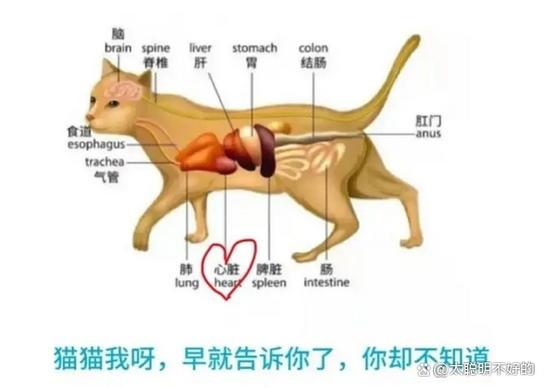 犬猫胸腔心脏位置示意图