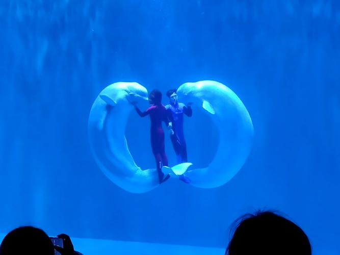 极地馆白鲸表演