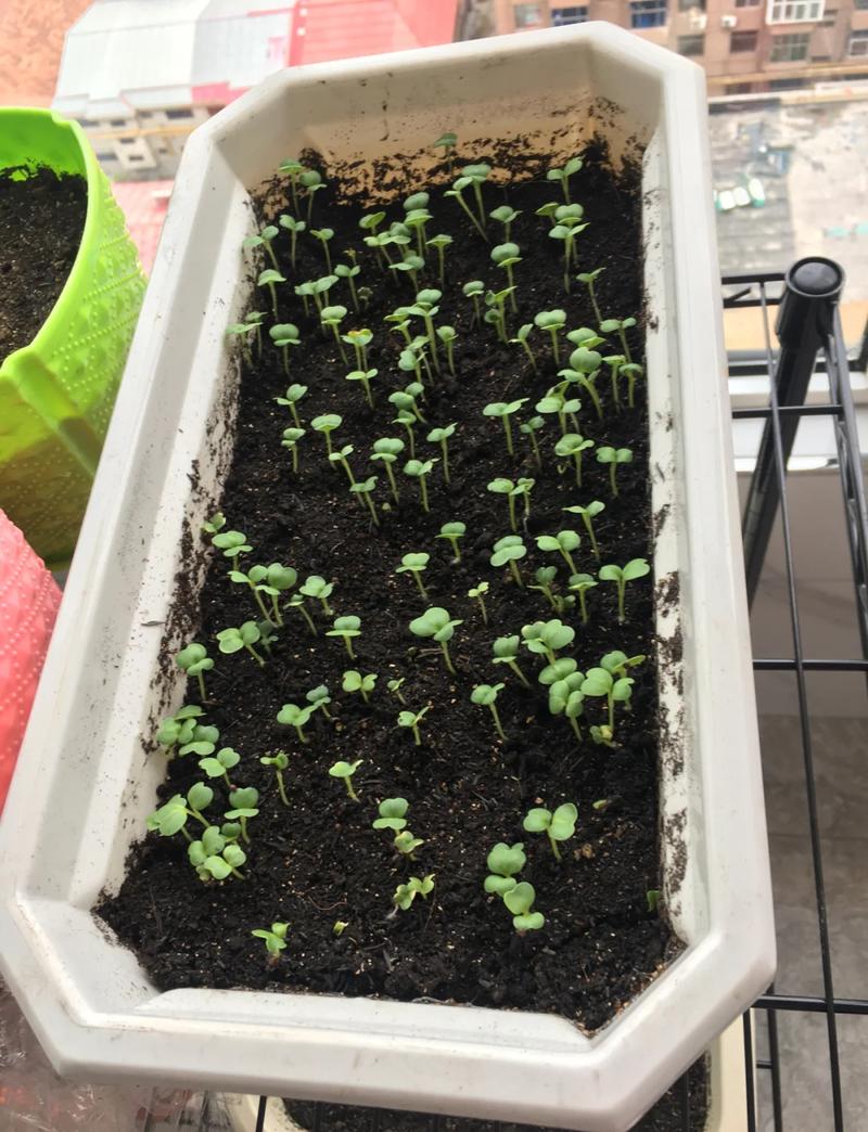 儿童阳台种植发芽生菜盆栽