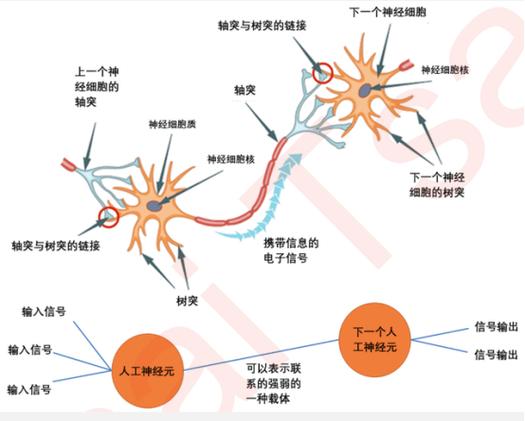 大脑神经元在错误反馈下活跃示意图