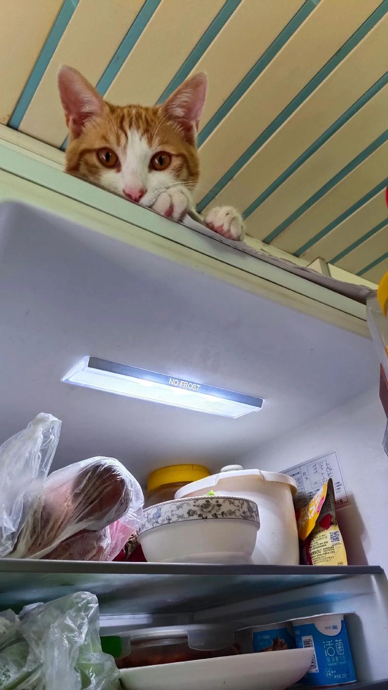 新宠入户猫咪躲冰箱顶实拍场景