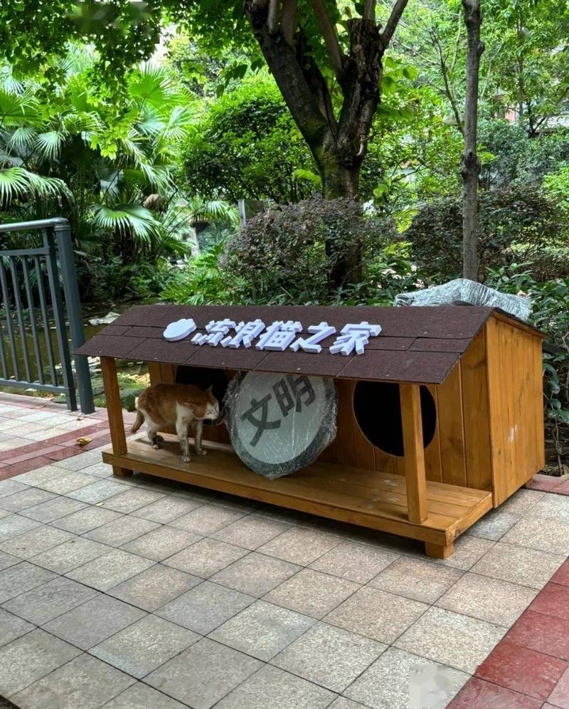 小学生小区流浪猫窝搭建项目实拍