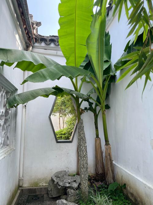 苏州园林夏日漏窗芭蕉景观