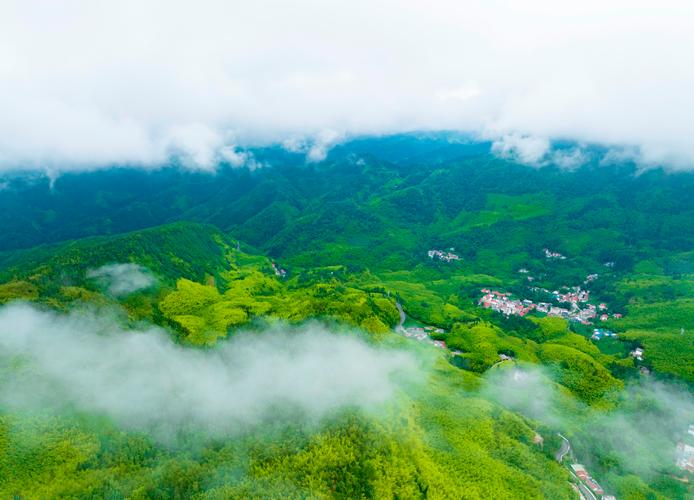 梵净山景区盘山公路沿途竹海风景