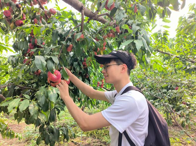 农村学生帮果农摘苹果的社会实践温情场景