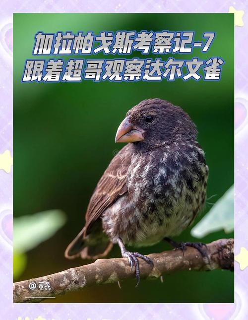 加拉帕戈斯群岛达尔文雀喙形状对比图