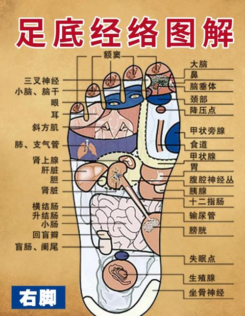 人脚足部汗腺分布示意图