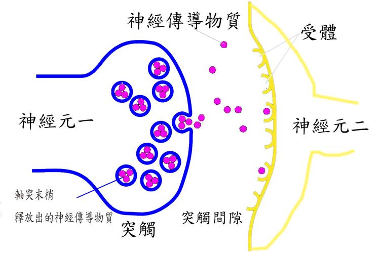 神经形态芯片人脑突触模拟原理示意图
