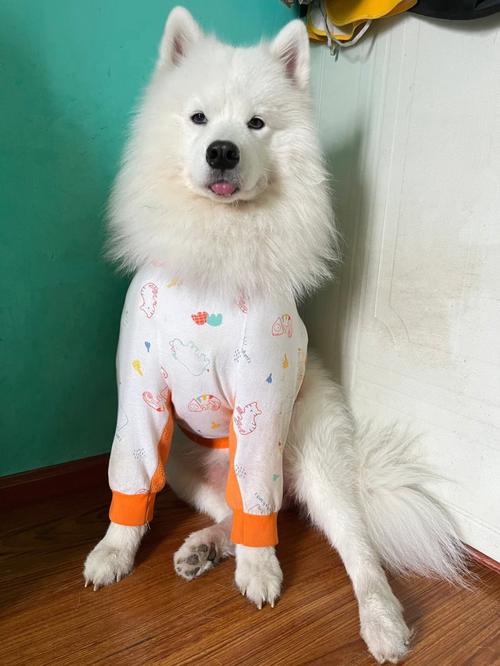 犬髋关节发育不良患犬外八字坐姿特写