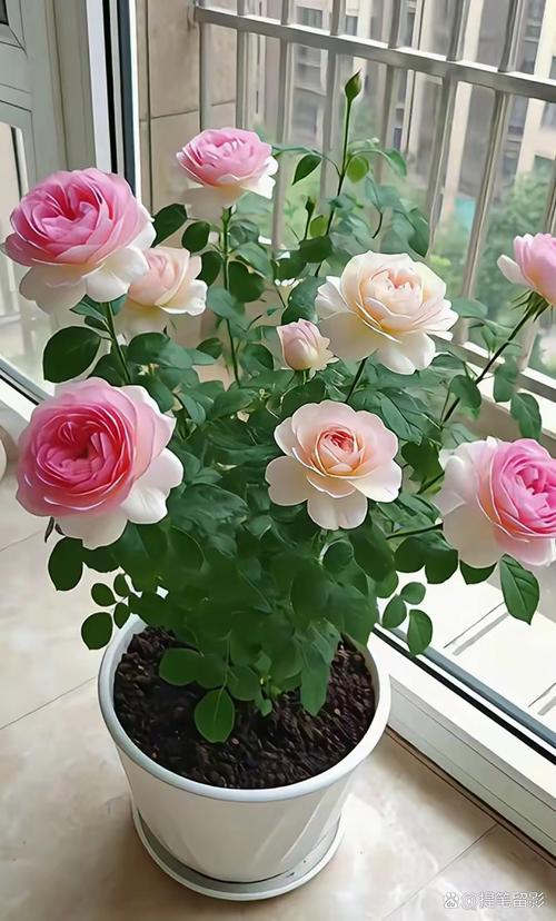阳台花盆里慢慢绽放的月季花