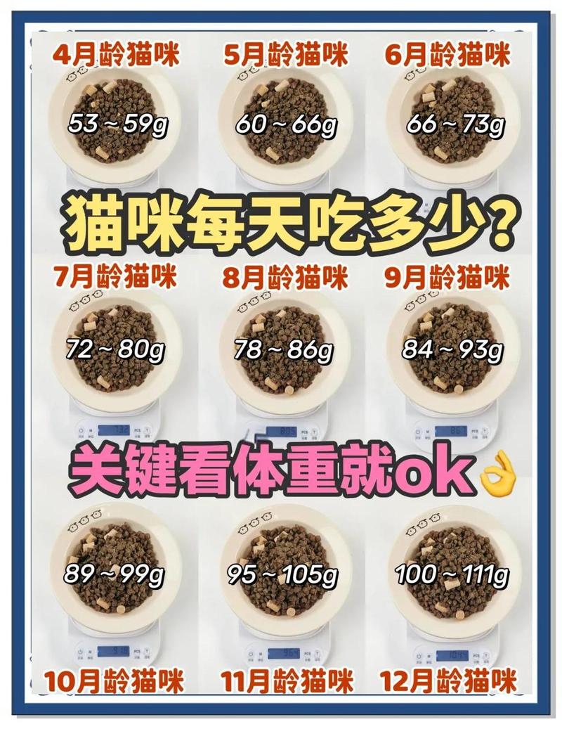 家养绝育猫每日喂食量计算手绘图