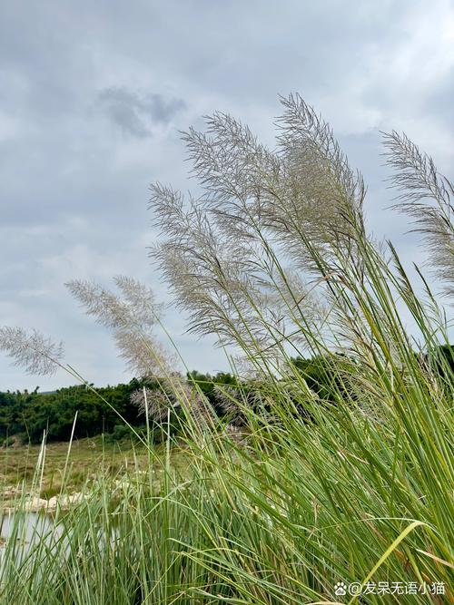 南漳黄莲树咀水库岸边野生芦苇浅滩