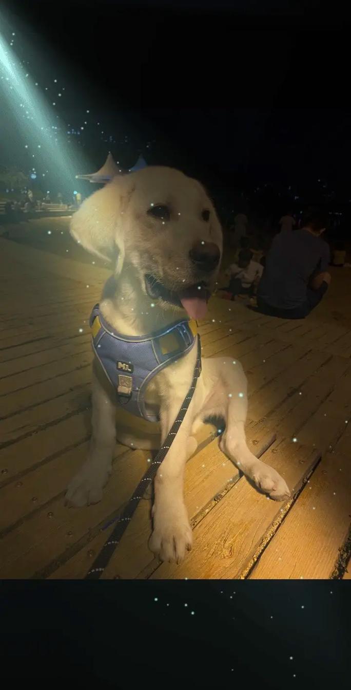 犬髋关节发育不良异常歪坐姿实拍